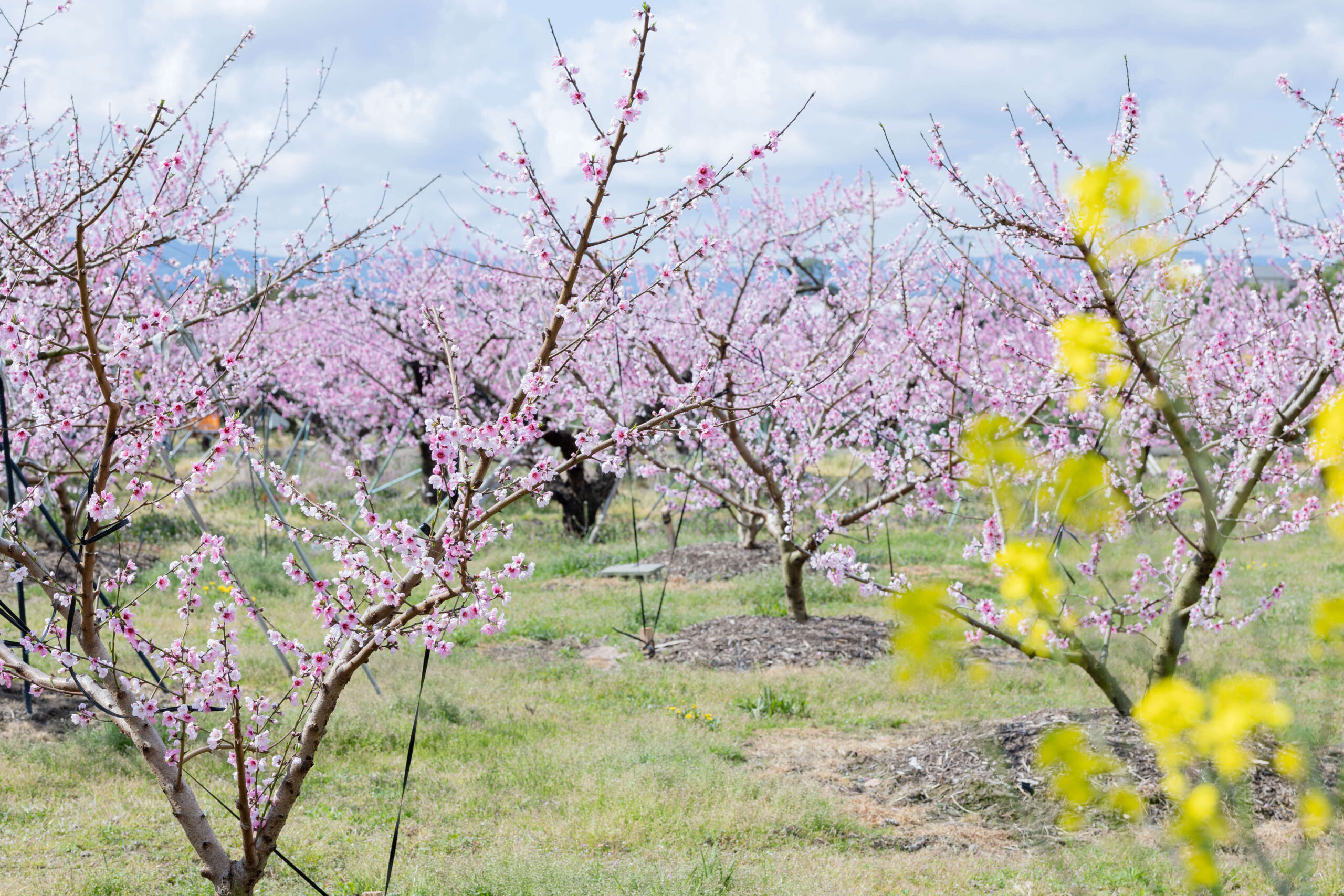 桃一色に染まる この時期限定の景色 紀の川市 暮らし 移住情報 メディア Good Life With Kinokawa